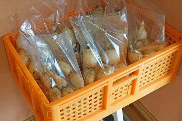 レンコン：茨城県小美玉市の農家レストラン「野菜が笑う台所あかね」